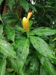 Costus wilsonii image