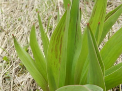 Tulipa