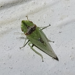 Xerophloea viridis