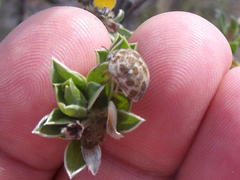 Sphaerocoris testudogrisea