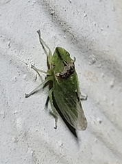 Xerophloea viridis