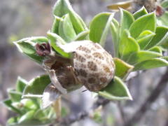 Sphaerocoris testudogrisea