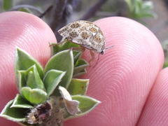 Sphaerocoris testudogrisea