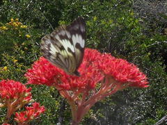 Belenois gidica abyssinica