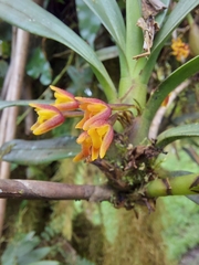 Vandoideae