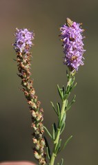 Selago geniculata