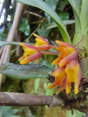 Vandoideae
