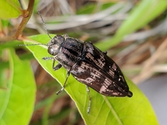 Buprestis consularis