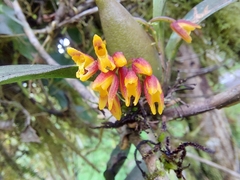 Vandoideae