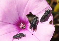 Acmaeodera cylindrica