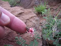 Indigofera alternans