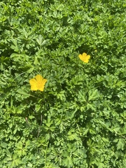 Ranunculus repens