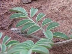 Indigofera alternans