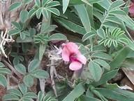 Indigofera alternans