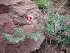 Indigofera alternans