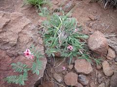 Indigofera alternans