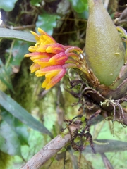 Vandoideae
