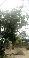 Magnoliopsida