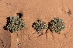 Eremocarya micrantha