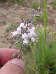 Ocimum burchellianum