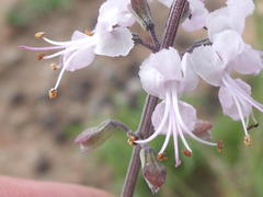 Ocimum burchellianum