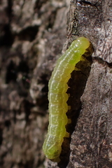 Noctuidae