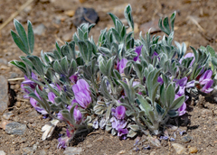 Astragalus tridactylicus