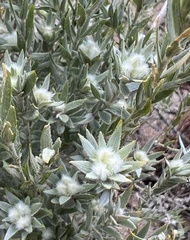 Xiphotheca lanceolata