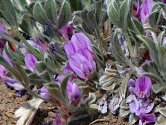 Astragalus tridactylicus