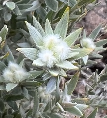 Xiphotheca lanceolata