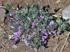 Astragalus tridactylicus