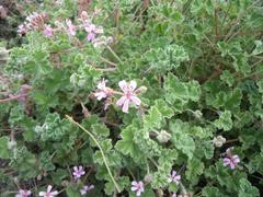 Pelargonium hypoleucum