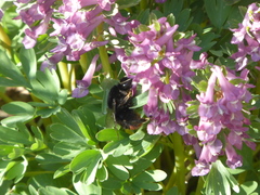 Bombus lapidarius