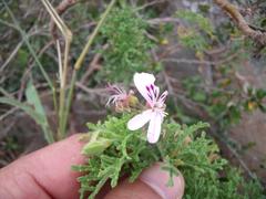 Pelargonium radens
