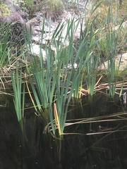 Typha capensis