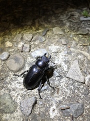 Lucanus kurosawai