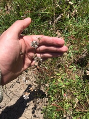Armeria arenaria