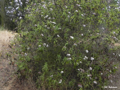 Aristeguietia salvia