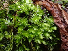 Plagiothecium cavifolium