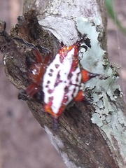 Gasteracantha sanguinolenta