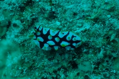 Phyllidia rueppelii