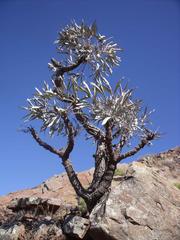 Cussonia paniculata paniculata