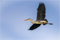 Ardea cinerea