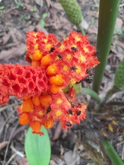 Trigona fulviventris