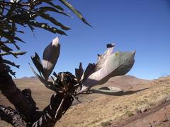 Cussonia paniculata paniculata