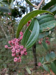 Cavendishia pubescens