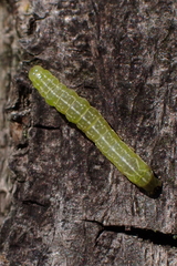 Noctuidae