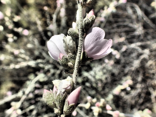 Image of Malacothamnus arcuatus by no rights reserved