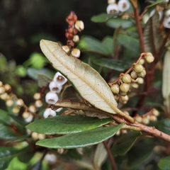 Clethra gelida
