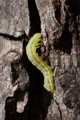 Noctuidae